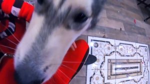 СОБАКА ИЗВИНЯЕТСЯ ЗА ПОГРОМ / Щенка ругают - наказана! хаски одни дома