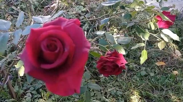 18 октября С Днем Женского Счастья!!! смотреть онлайн