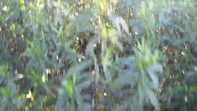 gurumelos смотреть онлайн