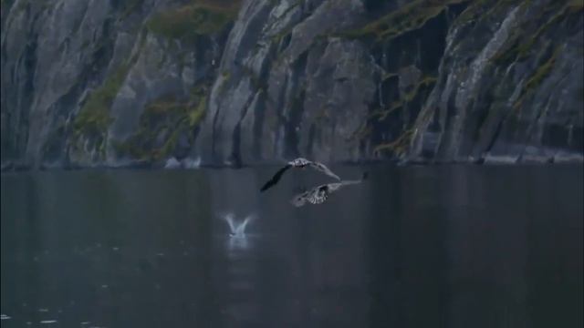 Орлан-белохвост - Haliaetus albicilla смотреть онлайн