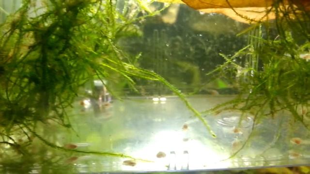 One Week Five Day Old Albino Corydoras Fry смотреть онлайн