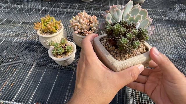 肉窝～什么尺寸的盆适合你的多肉植物 смотреть онлайн
