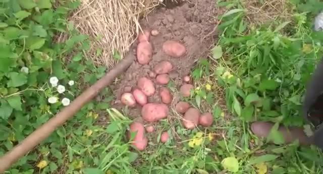 Проба урожая картофеля на проекте Сапуново. Разные сорта. Картошка под соломой и сеном. 11082017.