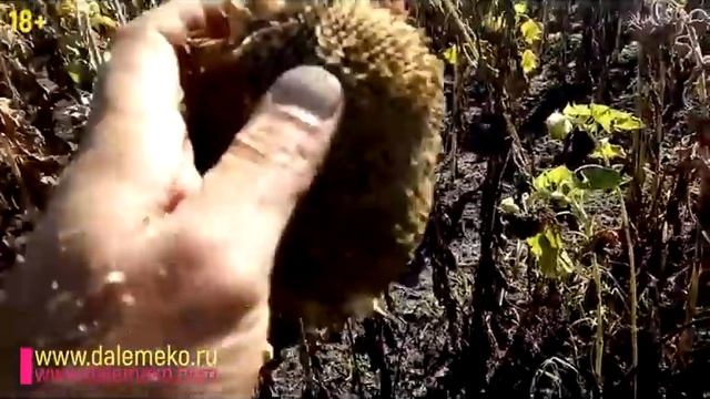 Чудеса, да и только. Отзывы реальные об "эм эко". Удивительно! смотреть онлайн