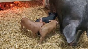 ЧТО у ПОРОСЕНКА с НОЖКОЙ??