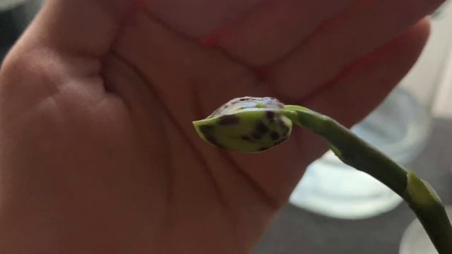 Orchid from Big Leaf Orchids Phalaenopsis Mituo Diamond 'Red Beads' First fully opened bloom смотреть онлайн