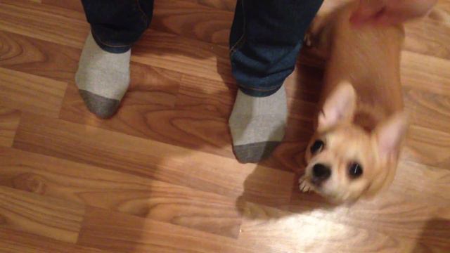 Чихуахуа выполняет команды "Восьмерка" и "Змейка" смотреть онлайн