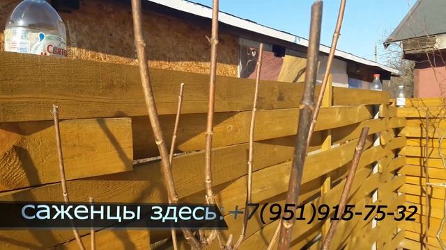 Ура! Весна! Едем проводить обрезку гортензий и деревьев! Весна или осень- когда же лучше обрезать? смотреть онлайн