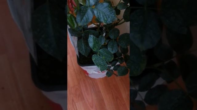 Роза Эль(Elle) из "Русского Сада". смотреть онлайн