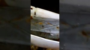 Автосовет, очищаем бензин в домашних условиях
