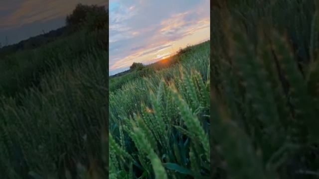 Родственная душа смотреть онлайн