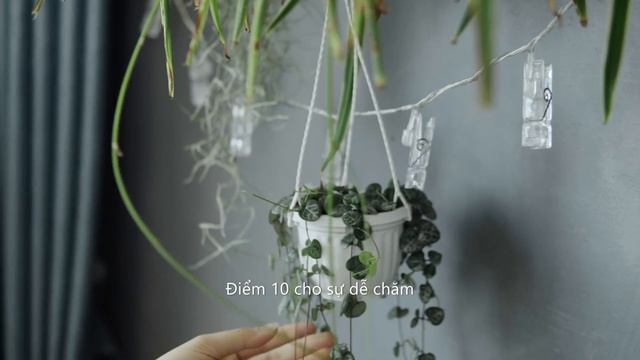 #32 A Peaceful Plant Tour ? My 30+ Indoor Houseplant Collection 2021 смотреть онлайн