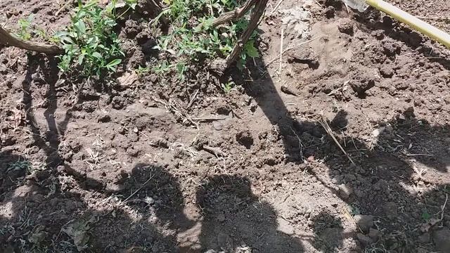 ВИНОГРАД: РАБОТЫ ПЕРЕД ЦВЕТЕНИЕМ. смотреть онлайн