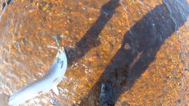 Варзуга , поймал рыбу! смотреть онлайн