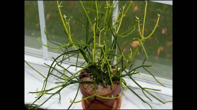 Молочай тирукалли смотреть онлайн