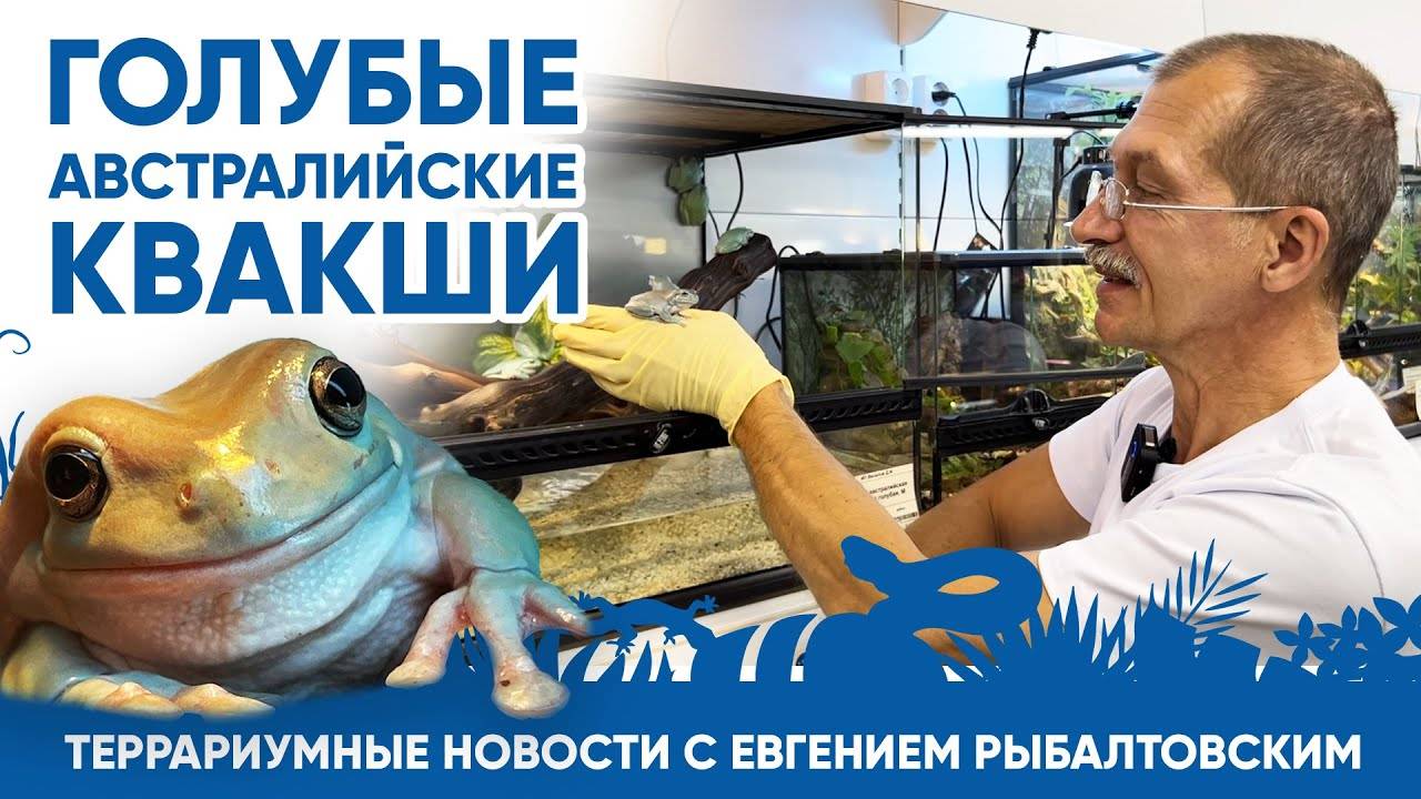Террариумные новости с Евгением Рыбалтовским. Голубые австралийские квакши. смотреть онлайн