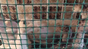 Индюшата. 2-3 недели. Нужны ли пропойки индюков.