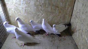 ГОЛУБИ НА ПЛЕМЯ 2021 !!!  КОЛЛЕКЦИЯ МОИХ ГОЛУБЕЙ НА РАЗВОД !!!  pigeons , Tauben,  güvercinler.