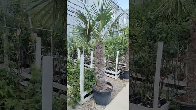 продажа пальм трахикарпус 89002767675 смотреть онлайн
