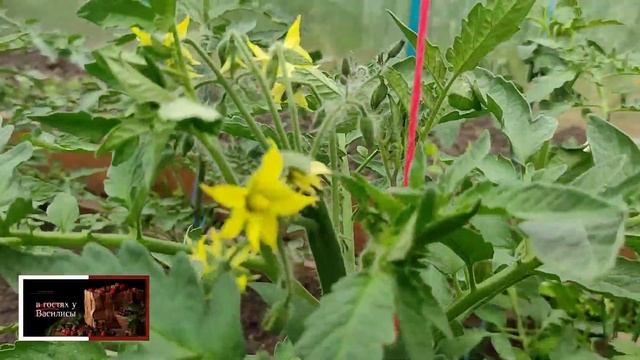 ПАСЫНКОВАНИЕ ТОМАТОВ В ТЕПЛИЦЕ . ФОРМИРОВАНИЕ В ДВА СТЕБЛЯ !!! смотреть онлайн