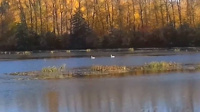 Золотая осень. Прекрасная пора. Красивое видео. смотреть онлайн