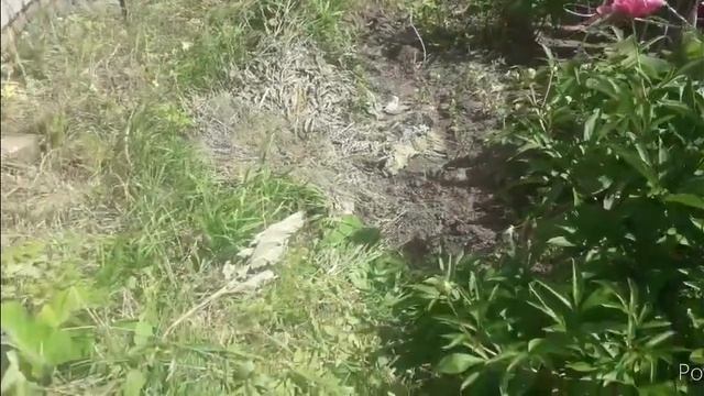 Заштукатурили печь# пеку блины# работа в полисаднике# ужас как больно кусают пауты смотреть онлайн