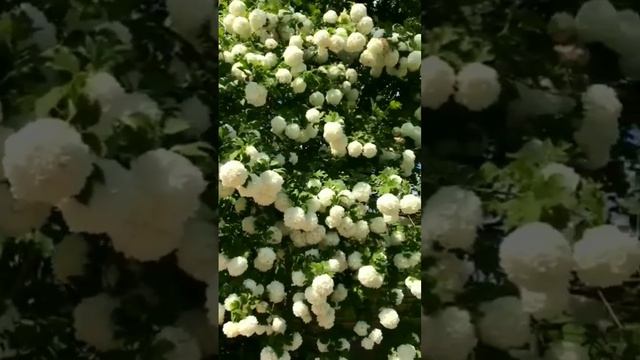 Цветет калина..#shorts #красивоевидео #красотаприроды #цветение #калина #деревья смотреть онлайн