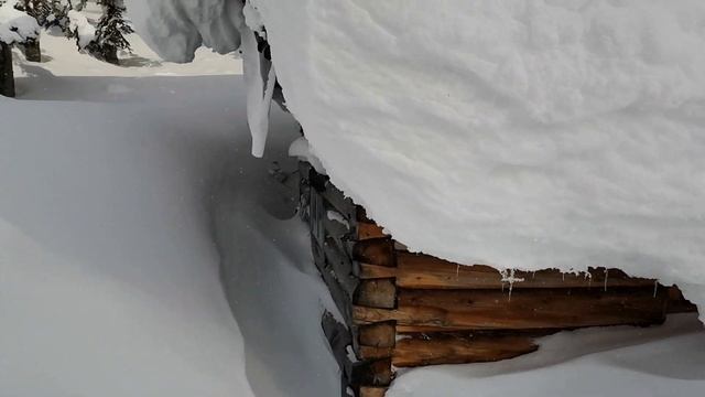 Один в тайге, проверка путика, Соболь живой! удача, предгольцовая зона тайги, зимовье, много снега. смотреть онлайн