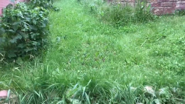 Казахстан. Алматы. Дача 22.06.2019г. смотреть онлайн
