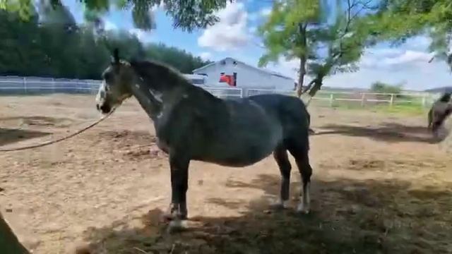 Бээ(Кобыла жеребая) 5 лет, рост 1.68 см, в Польше? +48 511 533 222 смотреть онлайн