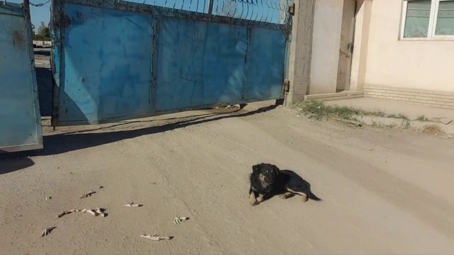 Мои бездомыши живы... смотреть онлайн