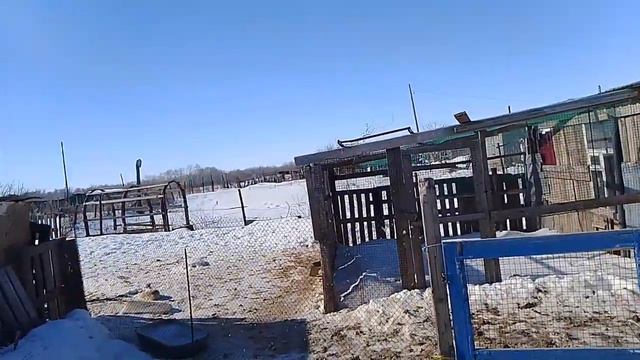 26 февраля. Петухи поделили кур. инкубация, гусëнок, гуси. смотреть онлайн