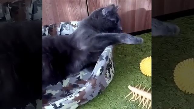 Про кошек. Федя. смотреть онлайн