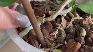 # 46 Для чего и как укладывать мох СФАГНУМ поверх грунта в горшке с орхидеей #УходЗаОрхидеями