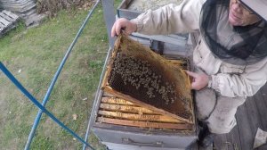 Пчелы без матки что делать  Чтобы пчелы не стали трутовками