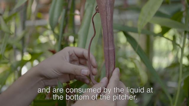 Nepenthes At Hortus Botanicus Leiden (English Subtitles)