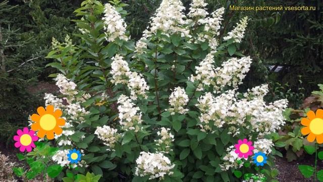 Гортензия метельчатая греат эскейп. Краткий обзор, описание hydrangea paniculata Great Escape смотреть онлайн