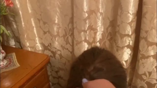 Прически Колосок основы плетения смотреть онлайн