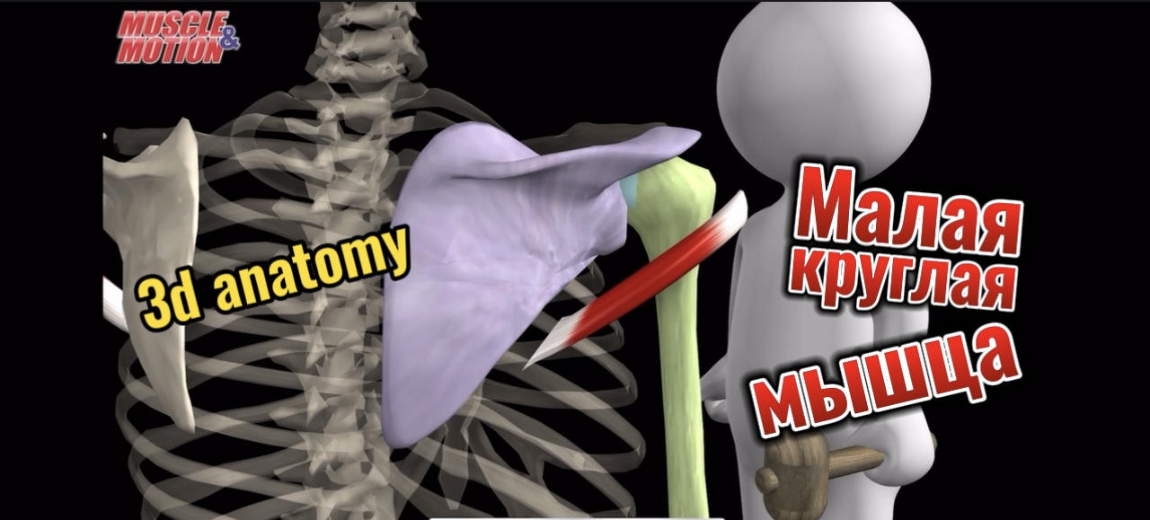 Малая круглая мышца. 3d anatomy смотреть онлайн