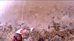 Как сделать снасть резинка! Рыбалка на резинку, ловля судака и карася, рыбалка на Дону 2021