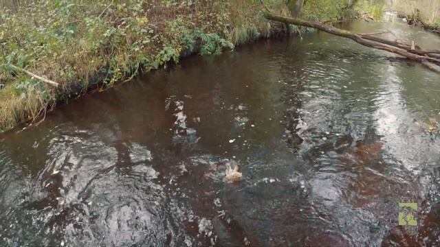РЕЧНАЯ ФОРЕЛЬ/trout fishing смотреть онлайн