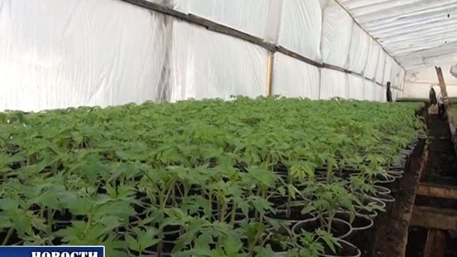 Теплица, Сафарово смотреть онлайн