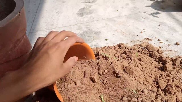 #jodhpur/calamondin 🍊 orange/chiness orange plant/miniature orange fruit plant/how to repotting 🍊🌱 смотреть онлайн