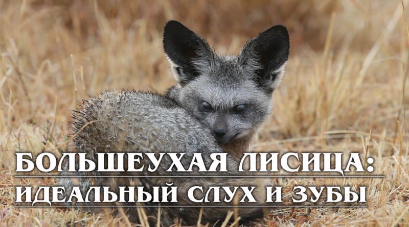 БОЛЬШЕУХАЯ ЛИСИЦА: Самая добрая лиса с идеальным слухом и зубами | Интересные факты про лисиц смотреть онлайн
