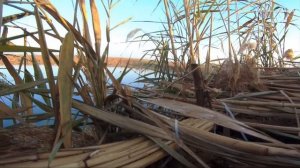 ОСЕННЯЯ ОХОТА на УТКУ в КРАСНОДАРСКОМ КРАЕ  ??? 2021 г.