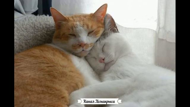 ? ? Усыпляющая музыка для кошек котов и котят Колыбельная для котят Расслабляющая кошачья музыка смотреть онлайн