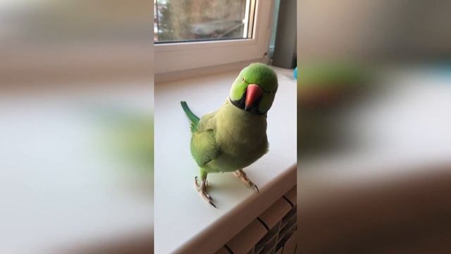 Ожереловый попугай поёт