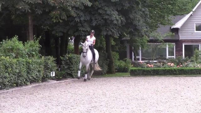 LUSITANO DRESSAGE STALLION смотреть онлайн