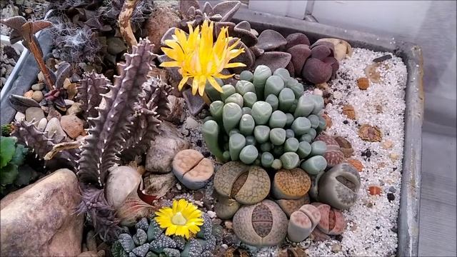 Бутоны Финестрарии и Титанопсиса 09.02.21. смотреть онлайн