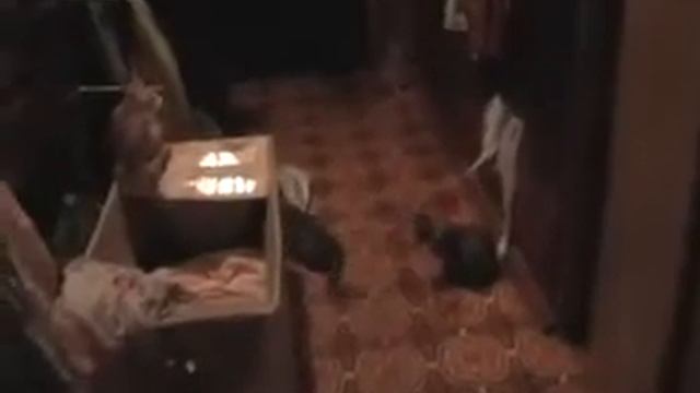 рыжики смотреть онлайн